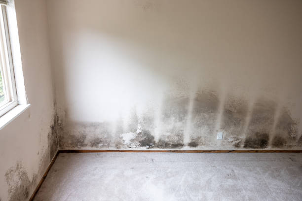 Biohazard Mold Removal in South Burlington, VT